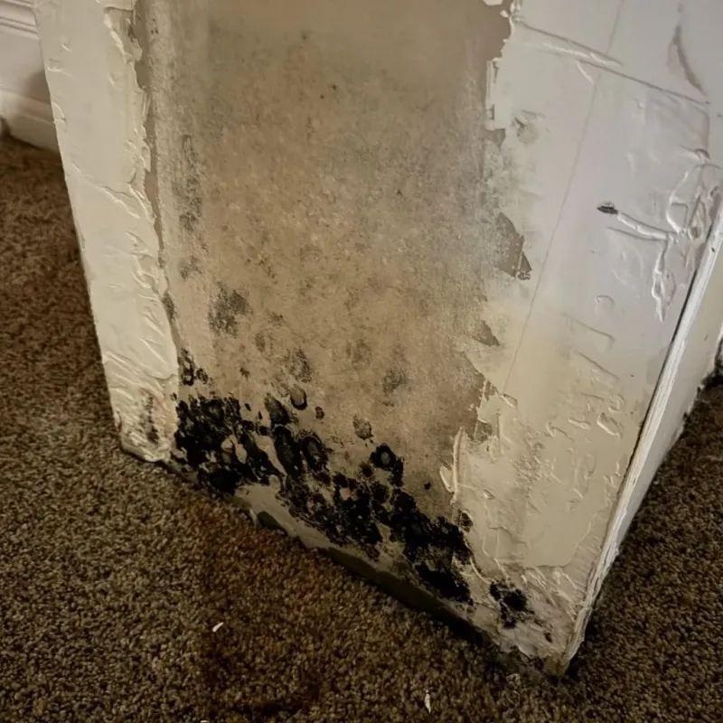 Professional Mold Removal in London, KY